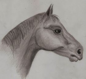 paard, potlood.jpg