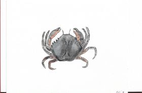 Krab, pen en aquarel.jpg