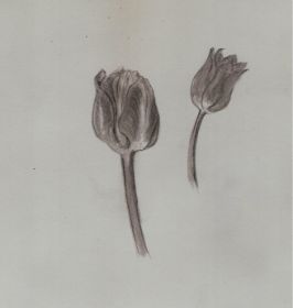 studie tulpen,  potlood.jpg